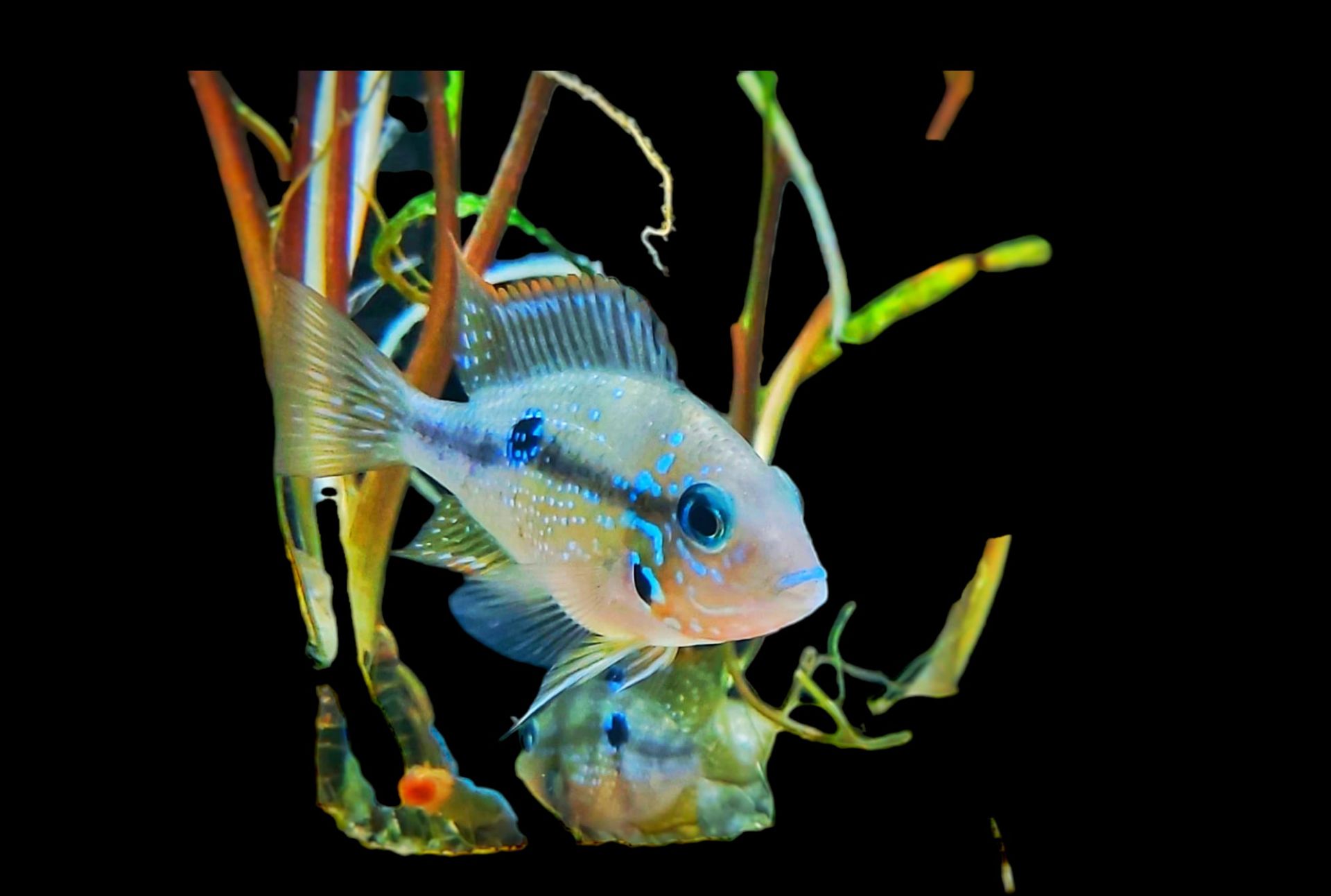 Ellioti Buntbarsche im Aquarium Thorichthys ellioti